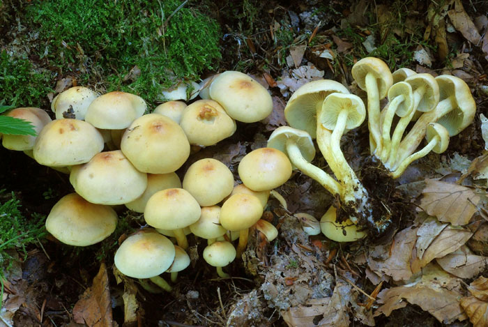 Hypholoma fasciculare???